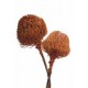 BANKSIA BAXTERII (no leaves) Burnt Oak 12"-18" - OUT OF STOCK
